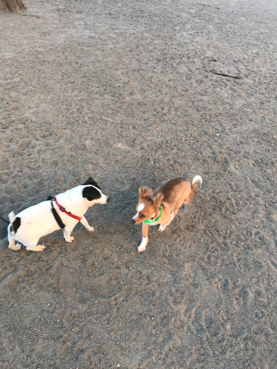 dog park 1 nj july 2018