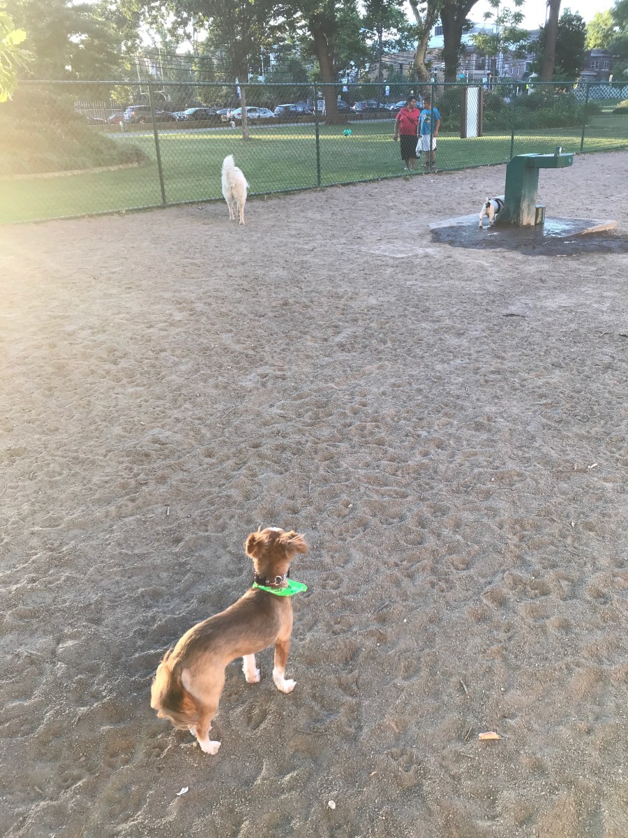 dog park 2 july 2018